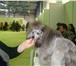 Фотография в Домашние животные Стрижка собак Сертифицированный грумер выполнит салонную в Белгороде 600