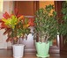 Foto в Домашние животные Растения Растения – деревца: комнатные ( тропические в Магнитогорске 100