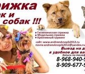 Foto в Домашние животные Услуги для животных Предлагаем к вашему Вниманию свои услуги в Москве 22