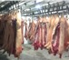 Изображение в Прочее,  разное Разное Ищете надежного поставщика свинины и говядины в Санкт-Петербурге 135