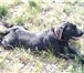 Фотография в Домашние животные Вязка собак Черный лабрадор,красавец, 3,5 года ,с родословной в Магнитогорске 0
