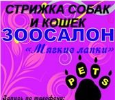 Foto в Домашние животные Стрижка собак Стрижка cобак и кошек в Клину.Зоосалон Мягкие в Клин 1