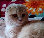 Фото в Домашние животные Вязка Молодой котик в рассвете сил для вязки - в Твери 2 500