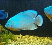 Изображение в Домашние животные Рыбки Товарищи  аквариумисты!Хоч упредложить вашему в Москве 600