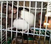 Фото в Домашние животные Грызуны Десять чудесных крысят ждут своих хозяев, в Уфе 100