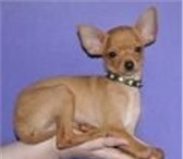 Продам очаровательного щенка русского той-терьера, девочка, от маленьких рыжих родителей(в холке 65711  фото в Братске