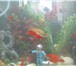 Изображение в Домашние животные Рыбки Продам меченосцев красных и зелёных по 20 в Москве 20