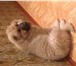 Изображение в Домашние животные Вязка собак Молодой (2 года)Ю активный, сильный кобель. в Новокузнецке 0