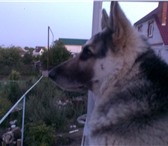 Фотография в Домашние животные Вязка собак красивый кобель бело-черного окраса, сведу в Ульяновске 10