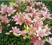 Изображение в Недвижимость Сады Продается в демском районе СНТ казарез дача в Уфе 600 000