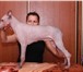 Ксолоитцкуинтли стандарт от Юного Чемпиона Европы 371727 Китайская хохлатая собака фото в Москве