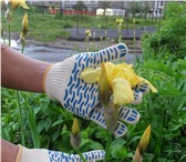Изображение в Строительство и ремонт Разное Продам перчатки трикотажные кругловязные в Шахунья 13
