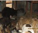 Фотография в Домашние животные Отдам даром Приют солнышко. отдадим в добрые руки кошечек в Новосибирске 0