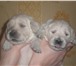 Продаю очаровательных щенков голден ретривера,  щенки имеют великолепную родословную ркф, клеймо , 64662  фото в Москве