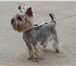 Фото в Домашние животные Вязка собак Мини йорк  РКФ, возраст 2,5 года, развязан, в Тихвин 1