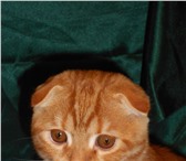 Продаются шотландские котята окраса d22 ( красный мрамор) 140531  фото в Москве