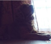 Фотография в Домашние животные Вязка собак Ищу свою половинку) Кобель-будет 4 года,было в Благовещенске 5 000