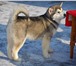 Алиментный щенок Аляскинского Маламута 395797 Аляскинский маламут фото в Москве