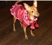 Фотография в Домашние животные Товары для животных Эксклюзивная одежда для собак ручной работы! в Липецке 0