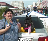 Фотография в Домашние животные Вязка собак Скотч терьер,юный чемпион России ищет возлюбленную в Хабаровске 1