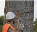 Фото в Строительство и ремонт Разное Занимаемся спилом деревьев с оттяжкой и подвешиванием, в Калуге 0