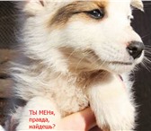 Фото в Домашние животные Отдам даром Этот малыш живет пока в приюте "Добрые руки". в Томске 0