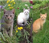 Изображение в Домашние животные Отдам даром Вот такие чудесные котятки в поисках дома.Сечас в Москве 1
