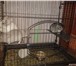 Фотография в Домашние животные Грызуны Нужны новые хозяева для грызунов. Продаю в Нижнекамске 5 000
