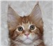 Котята породы мейн-кун 1048208 Мейн-кун фото в Москве