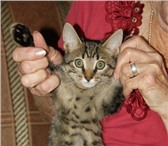 Фотография в Домашние животные Приму в дар В хорошие руки отдается замечательный домашний в Санкт-Петербурге 1