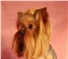 Изображение в Домашние животные Вязка собак Приглашаю на вязку к опытному мини йоркширскому в Москве 5 000