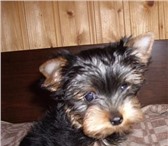 Йоркширский терьер щенки Мальчики мини и стандарт  От титулованных производителей,  Гус таяшел 67382  фото в Москве