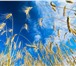 Foto в Домашние животные Растения Семена озимой пшеницы: 1.Алексеич (ЭС, РС-1)2.Антонина в Краснодаре 0