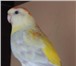 Изображение в Домашние животные Птички Продам разнообразных певчих попугаев из семейства в Ростове-на-Дону 5